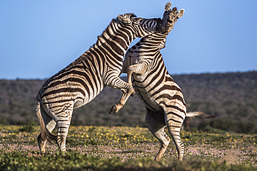 Plains zebra, Equus quagga, fighting, Addo Elephant national park, Eastern Cape, South Africa