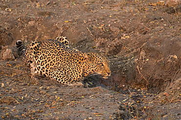 Leopard, Panthera pardus, female at water, Chobe national park, Botswana, Southern Africa