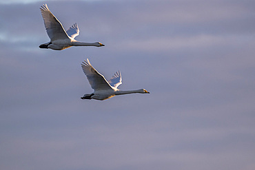 Whooper swans, Cygnus cygnus, in flight, Caerlaverock WWT reserve, Dumfries and Galloway, Scotland, United Kingdom, Europe