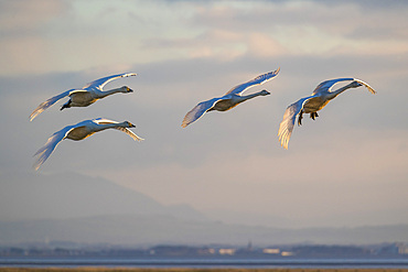 Whooper swans, Cygnus cygnus, in flight, Caerlaverock WWT reserve, Dumfries and Galloway, Scotland, United Kingdom, Europe