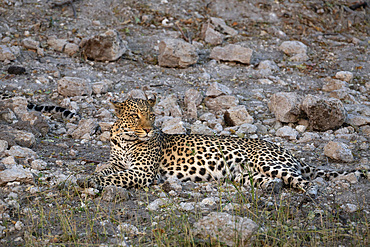 Leopard, Panthera pardus, female, Chobe national park, Botswana, Southern Africa