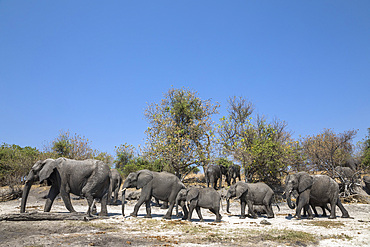 African elephants, Loxodonta africana,  Chobe national park, Botswana, Southern Africa