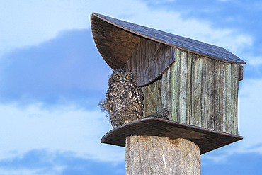 Spotted eagle owl (Bubo africanus) at nest box, Paternoster, Western Cape, South Africa, Africa