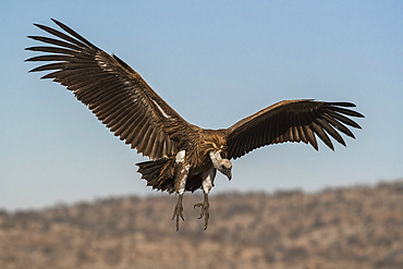 Whitebacked vulture (Gyps africanus), Zimanga private game reserve, KwaZulu-Natal, South Africa, Africa