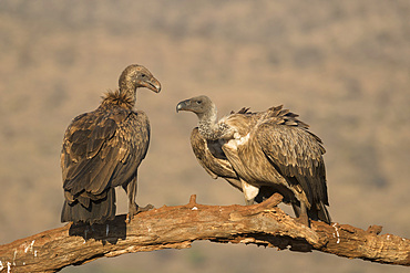 Whitebacked vultures (Gyps africanus), Zimanga private game reserve, KwaZulu-Natal, South Africa, Africa