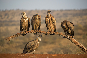 Whitebacked vultures (Gyps africanus), Zimanga private game reserve, KwaZulu-Natal, South Africa, Africa