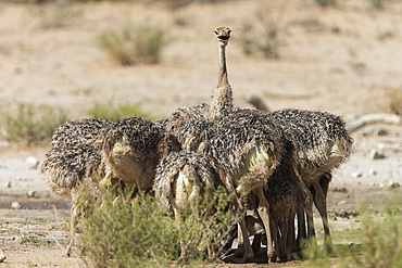 Ostrich (Struthio camelus) chicks, Kgalagadi Transfrontier Park, South Africa, Africa