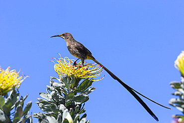 Cape sugarbird (Promerops cafer), Kirstenbosch National Botanical Garden, Cape Town, South Africa, Africa