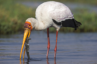 Yellow-billed stork (Mycteria ibis) with fish, Chobe National Park, Botswana, Africa