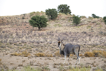 Eland (Taurotragus oryx), Kgalagadi Transfrontier Park, South Africa, Africa