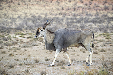 Eland (Taurotragus oryx), Kgalagadi Transfrontier Park, South Africa, Africa