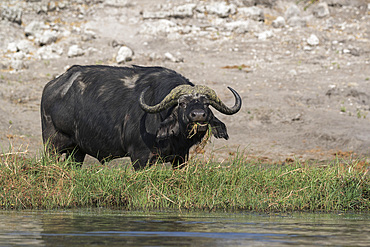 Cape buffalo (Syncerus caffer), Chobe National Park, Botswana, Africa