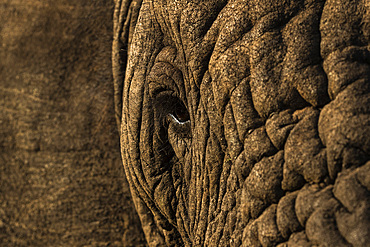 African elephant (Loxodonta africana), Zimanga game reserve, KwaZulu-Natal, South Africa, Africa