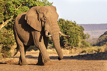 African elephant (Loxodonta africana), Zimanga game reserve, KwaZulu-Natal, South Africa, Africa