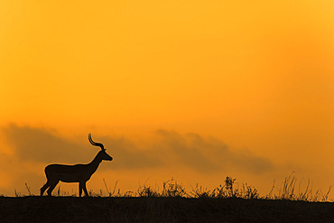 Impala (Aepyceros melampus) at dusk, Zimanga game reserve, KwaZulu-Natal, South Africa, Africa