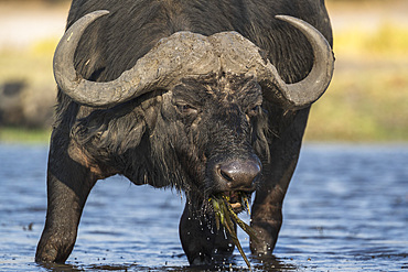 Cape buffalo (Syncerus caffer), Chobe National Park, Botswana, Africa