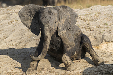 African elephant (Loxodonta africana) young rubbing, Chobe National Park, Botswana, Africa