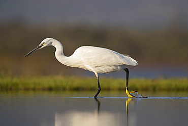 Little egret (Egretta garzetta), Zimanga private game reserve, KwaZulu-Natal, South Africa, Africa