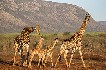 Giraffe (Giraffa camelopardalis), Zimanga game reserve, KwaZulu-Natal, South Africa, Africa