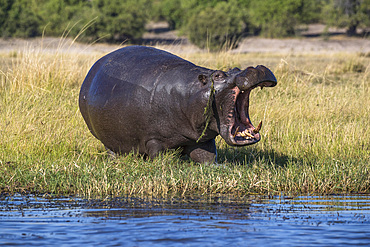 Hippo (Hippopotamus amphibius), Chobe National Park, Botswana, Africa