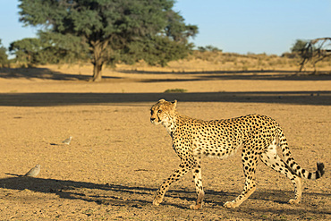 Cheetah (Acinonyx jubatus), Kgalagadi Transfrontier Park, South Africa, Africa