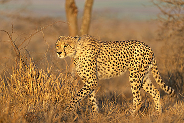 Cheetah (Acinonyx jubatus), Zimanga private game reserve, KwaZulu-Natal, South Africa, Africa