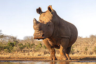 White rhino (Ceratotherium simum) bull at water, Zimanga private game reserve, KwaZulu-Natal, South Africa, Africa