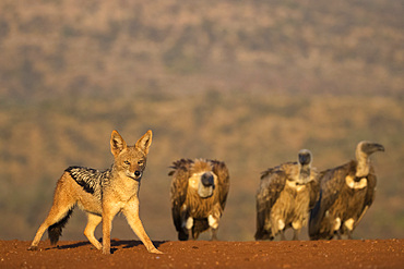 Blackbacked jackal (Canis mesomelas), Zimanga private game reserve, KwaZulu-Natal, South Africa, Africa