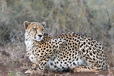 Cheetah (Acinonyx jubatus), Zimanga private game reserve, KwaZulu-Natal, South Africa, Africa