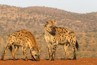 Spotted hyena (Crocuta crocuta), Zimanga private game reserve, KwaZulu-Natal, South Africa, Africa