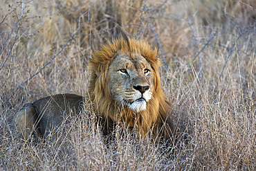 Lion (Panthera leo), Zimanga private game reserve, KwaZulu-Natal, South Africa, Africa