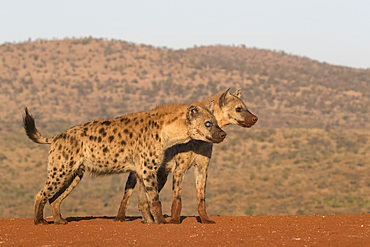 Spotted hyena (Crocuta crocuta), Zimanga private game reserve, KwaZulu-Natal, South Africa, Africa