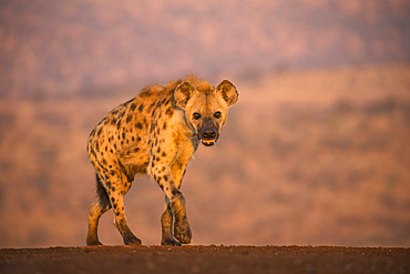 Spotted hyena (Crocuta crocuta), Zimanga private game reserve, KwaZulu-Natal, South Africa, Africa