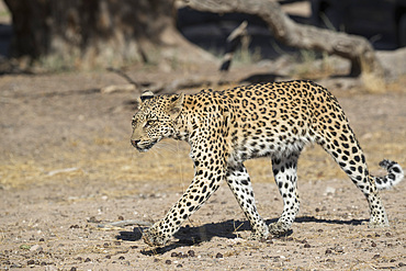 Leopard (Panthera pardus) female, Kgalagadi Transfrontier Park, South Africa, Africa