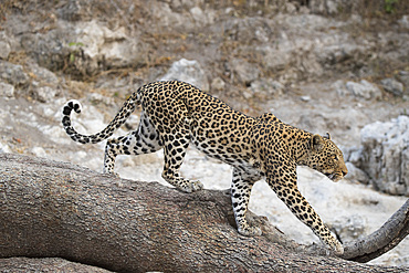 Leopard (Panthera pardus) female, Chobe National Park, Botswana, Africa