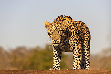 Leopard (Panthera pardus) male, Zimanga private game reserve, KwaZulu-Natal, South Africa, Africa