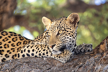 Leopard (Panthera pardus) female, Kgalagadi Transfrontier Park, South Africa, Africa