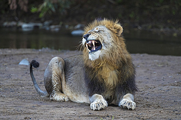 Lion (Panthera leo) yawning, Zimanga private game reserve, KwaZulu-Natal, South Africa, Africa