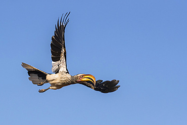 Southern yellow-billed hornbill (Tockus leucomela) in flight, Zimanga game reserve, South Africa, Africa