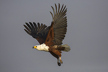 African fish eagle (Haliaeetus vocifer), Chobe River, Botswana, Africa