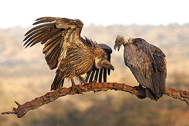 Whitebacked vultures (Gyps africanus), Zimanga private game reserve, KwaZulu-Natal, South Africa, Africa