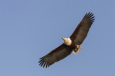 African fish eagle (Haliaeetus vocifer) carrying tiger fish, Chobe River, Botswana, Africa