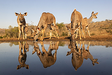 Greater kudu (Tragelaphus strepsiceros) at water, Zimanga private game reserve, KwaZulu-Natal, South Africa, Africa