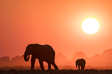 African elephants (Loxodonta africana) at sunset, Chobe National Park, Botswana, Africa