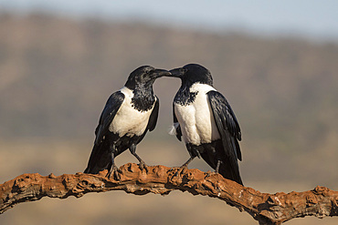 Pied crows (Corvus albus), Zimanga private game reserve, KwaZulu-Natal, South Africa, Africa