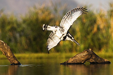 Pied kingfisher (Ceryle rudis) diving, Zimanga private game reserve, KwaZulu-Natal, South Africa, Africa