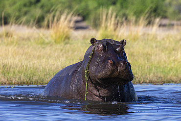 Hippo (Hippopotamus amphibius), Chobe National Park, Botswana, Africa