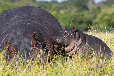 Hippo (Hippopotamus amphibius) with calf, Chobe National Park, Botswana, Africa