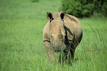 White rhinoceros (rhino), Ceratherium sumum, Itala Game Reserve, KwaZulu-Natal, South Africa, Africa