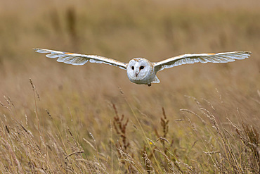 Barn owl (Tyto alba), captive, Cumbria, England, United Kingdom, Europe